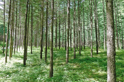 <p>　　天然林修復成效明顯。</p>