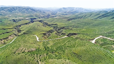<p>　　昔日荒山披綠裝。</p>