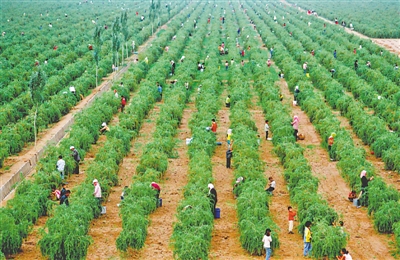 <p>　　同心縣河西鎮同德村萬畝枸杞成為群眾脫貧增收“金果果”。</p>