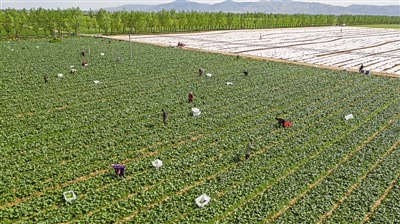 <p>　　我區(qū)是黃土高原夏秋蔬菜生產(chǎn)優(yōu)勢區(qū)域，所生產(chǎn)的寧夏菜心品牌影響力不斷擴大，暢銷珠三角地區(qū)。　　　　　　　　　　　　　　　　　　　　　　　　　　　　　　　　　　　　　　　　　　</p><p>　　本報記者　左鳴遠　攝</p>