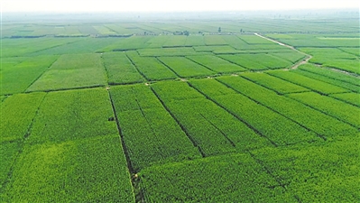 <p>　　優(yōu)質(zhì)飼草基地。</p><p>　　（本版圖片均由吳忠市委宣傳部提供）</p>