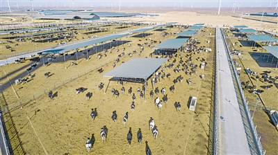 <p>　　吳忠市利通區五里坡奶牛生態養殖基地從曾經的戈壁荒灘變成產業興旺、富民增收的福地。</p><p>　　本報記者　王鼎　黨碩　攝</p>