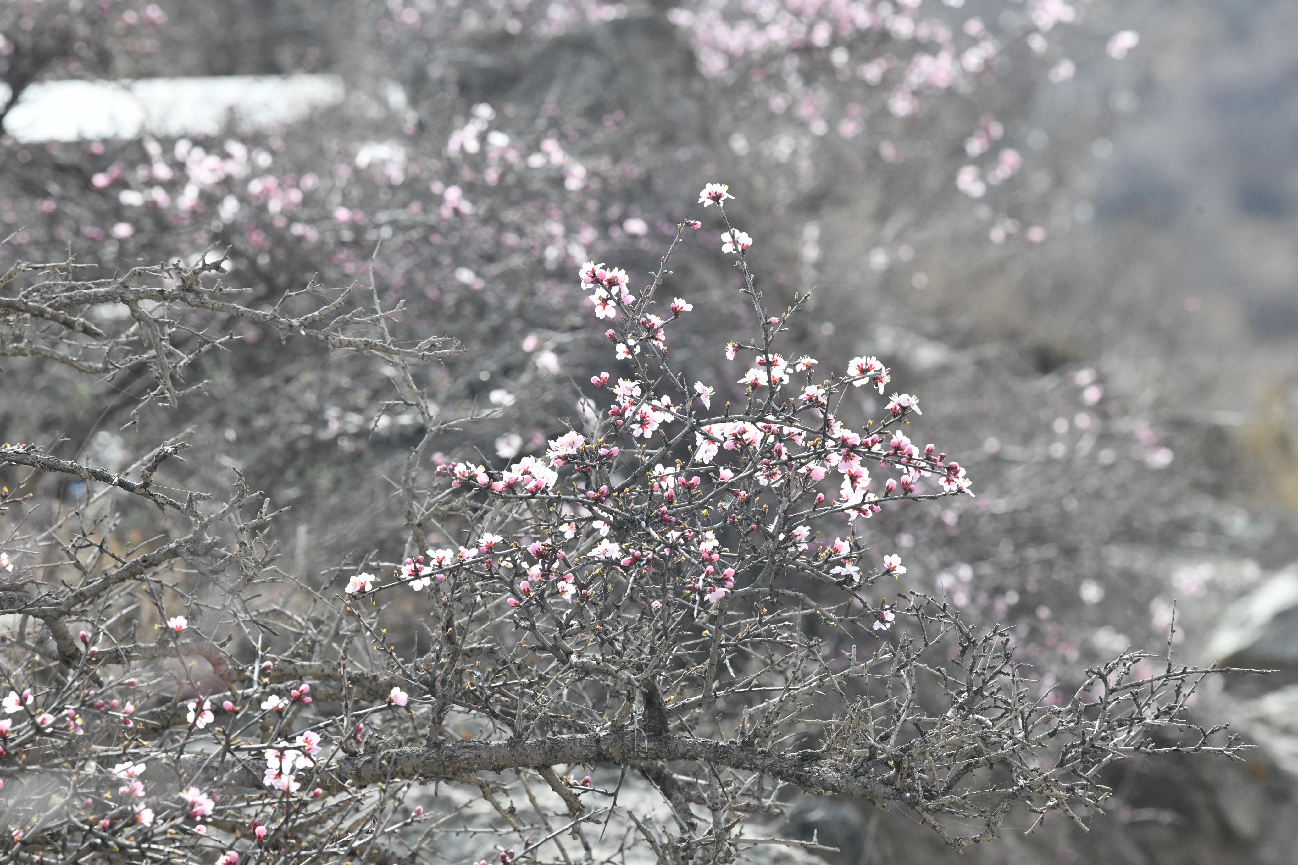 DSC_7077_愛奇藝.jpg