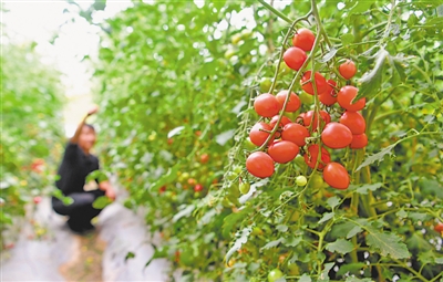 <p>　　新鮮水果蔬菜供游客采摘。五渡橋村從事溫棚種植的農戶410戶，優勢產業覆蓋率達75%以上。</p>