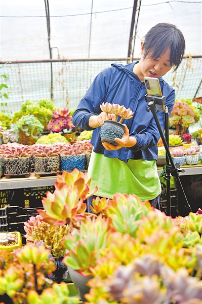<p>　　銀川市興慶區掌政鎮五渡橋村六隊多肉種植基地，種植戶在直播帶貨。</p>
