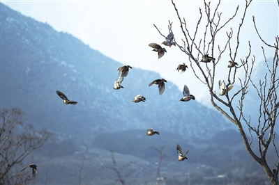     一群灰椋鳥(niǎo)飛翔在山間。