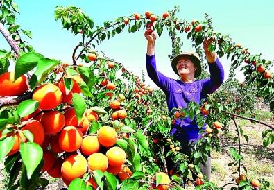 西海固：蓄足動能再出發——來自寧夏脫貧鄉村的調研