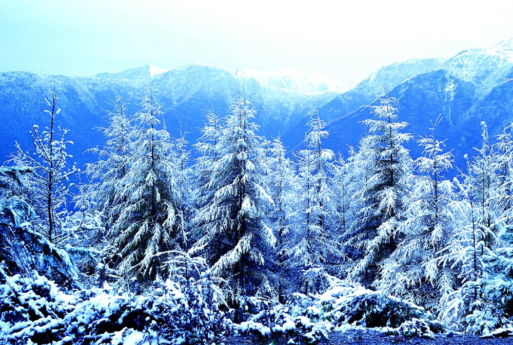 12月份---六盤山雪松.jpg