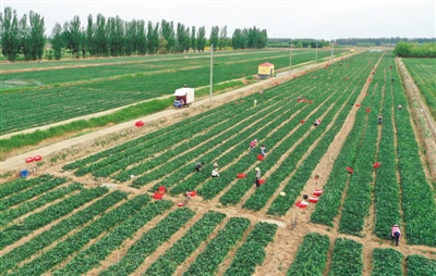<p>　　銀川市永寧縣李俊鎮豐登村的一處供港蔬菜種植基地，工人們正在采摘菜心。銀川市自2010年第一個供港蔬菜生產基地建立以來，目前已發展成為集高端蔬菜生產、加工、銷售的全產業鏈。蔬菜的種植品種從過去3種增至7種以上，年生產菜心、芥蘭、鶴斗白等優良蔬菜品種達16萬多噸。</p>