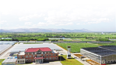 <p>　　寧夏泰金種業有限公司制種基地。（本版圖片均平羅縣委宣傳部提供）</p>