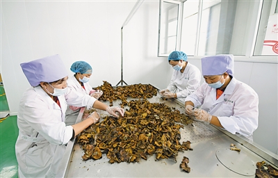 <p>　　閩寧禾美電商扶貧車間，工人們在挑選賀蘭山野生蘑菇。</p><p>　　本報記者　黨碩　攝</p>