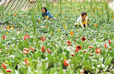 <p>　　在銀川市興慶區天地緣錦繡園林花卉有限公司，一株株含苞欲放的鮮花，寄托著群眾對生活的憧憬。</p><p>　　本報記者　王曉龍　攝</p>
