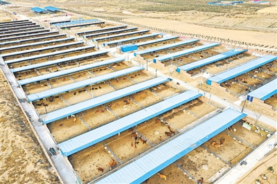 <p>　　康樂生態移民區新建的萬頭肉牛養殖場。</p>