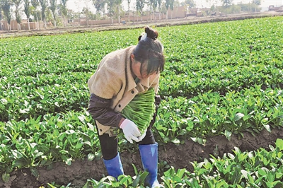 <p>　　寧夏鑫茂祥冷藏運輸有限公司蔬菜種植基地里，采摘工在收割菜心。</p><p>　　（圖片由受訪者提供）　　</p>