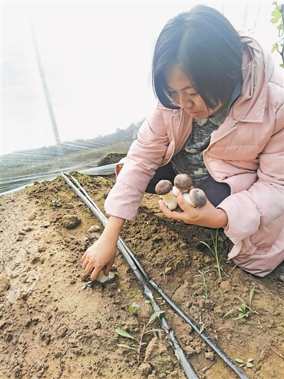 <p>　　楊潔采摘成熟的赤松茸。（圖片由受訪者提供）</p>