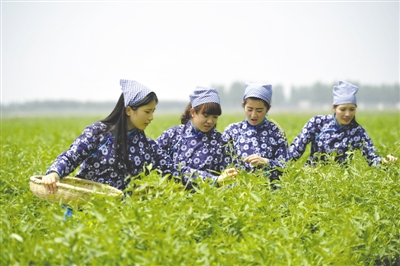 <p>　　采茶工在寧夏百瑞源賀蘭山基地采摘枸杞芽茶。該基地茶園面積300余畝，助力周邊200多名農民就業增收。</p>