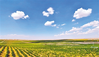<p>　　寧夏枸杞賽甘露</p>