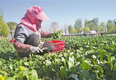 <p>　　外省來(lái)的“菜客”在姚磨村打工收菜。</p>