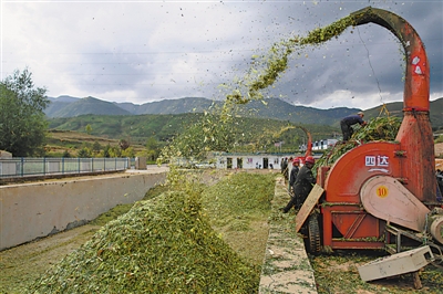 <p>　　涇源縣大灣鄉楊嶺村，村民在加工儲存青貯飼料。</p>