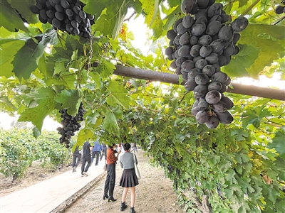 <p>　　寧夏依托賀蘭山東麓葡萄基地、葡萄酒莊集群和沿線歷史文化資源，深度開發(fā)葡萄酒觀光體驗工廠、葡萄酒莊精品民宿酒店等產(chǎn)品，進(jìn)一步提升葡萄酒旅游吸引力。</p>