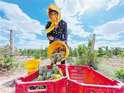<p>　　2021年9月9日，西鴿酒莊釀酒葡萄基地，果農(nóng)將一串串成熟的葡萄放進(jìn)筐里。采摘是整個榨季的開始，也是葡萄酒釀造環(huán)節(jié)的第一道篩選。</p>