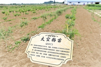 <p>　　中杞、杞鑫等3個自治區級良種采穗圃和苗木繁育基地，出圃優質種苗，保障枸杞品質。</p><p>　　本報記者　王鼎　攝</p>