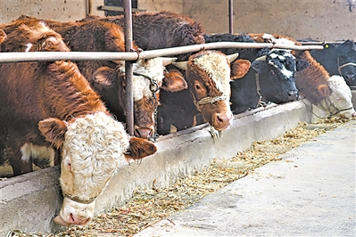 <p>　　牛吃著科學配比的飼料。</p>