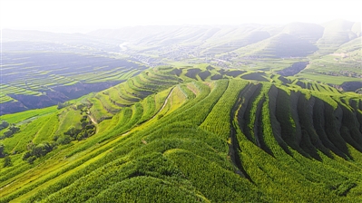 <p>　　隆德縣張程鄉(xiāng)萬畝青貯玉米種植，保障肉牛養(yǎng)殖的飼料供給。　本報記者　王鼎　黨碩　攝</p>