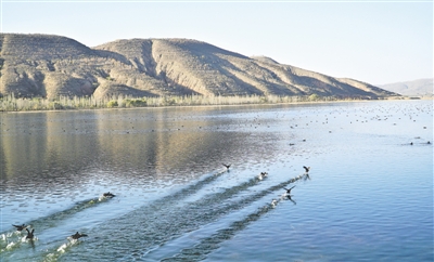 <p>　　灘涂水澤成候鳥棲息地。</p>