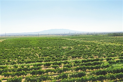 <p>　　紅寺堡釀酒葡萄種植基地。</p>