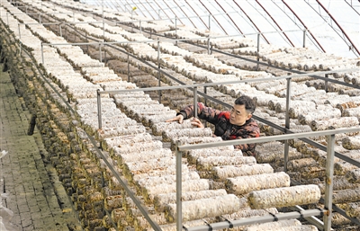 <p>　　2021年，大武口區大力推動產業富民，改造提升安置區設施農業，實施隆惠村、祥河村溫棚提升改造及枸杞芽菜種植基地、星光村星源醋廠擴建等產業項目，促進村集體和農民收入同步提升。　</p>