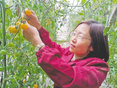 <p>　　周雪在大棚里查看小番茄的生長(zhǎng)情況。</p>