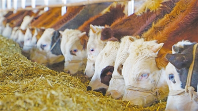 <p>　　肉牛產業走向規模化、標準化。</p>