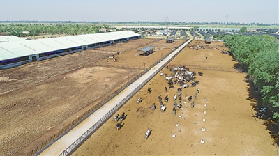 <p>　　賀蘭中地生態牧場對欣榮村、廣榮村2111戶移民的奶牛進行了托管，每戶移民年增收2070元。</p>