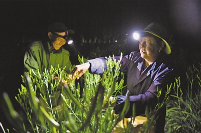 <p>　　頭頂?shù)男强张c采摘工的頭頂燈交相輝映，交織出脫貧致富的“黃花密碼”。</p>