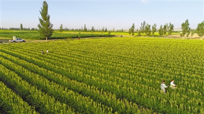 <p>　　鹽池灌區(qū)戶(hù)均集中連片耕地面積10畝左右，以沙壤土居多，且未受污染，提升了鹽池黃花菜綠色無(wú)公害水平。</p>