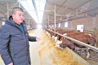 <p>　　蘭文明查看肉牛進食情況。</p>