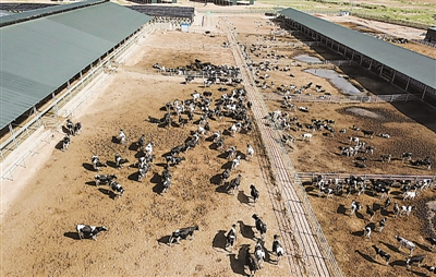 <p>　　五里坡奶牛生態養殖基地（局部）。　　　　　　　　　　　　　　　　本報記者　左鳴遠　攝</p>