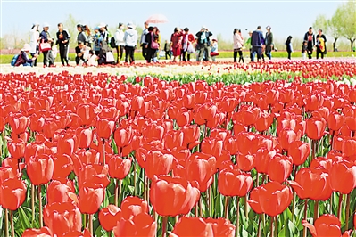     紅色——銀川花博園里盛開的郁金香紅似火焰。寧夏把良好生態(tài)環(huán)境作為最普惠的民生福祉，還百姓綠水青山，不斷滿足人民日益增長的優(yōu)美生態(tài)環(huán)境需要。                 本報(bào)記者 馬楠 攝